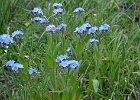 myosotis des forets01